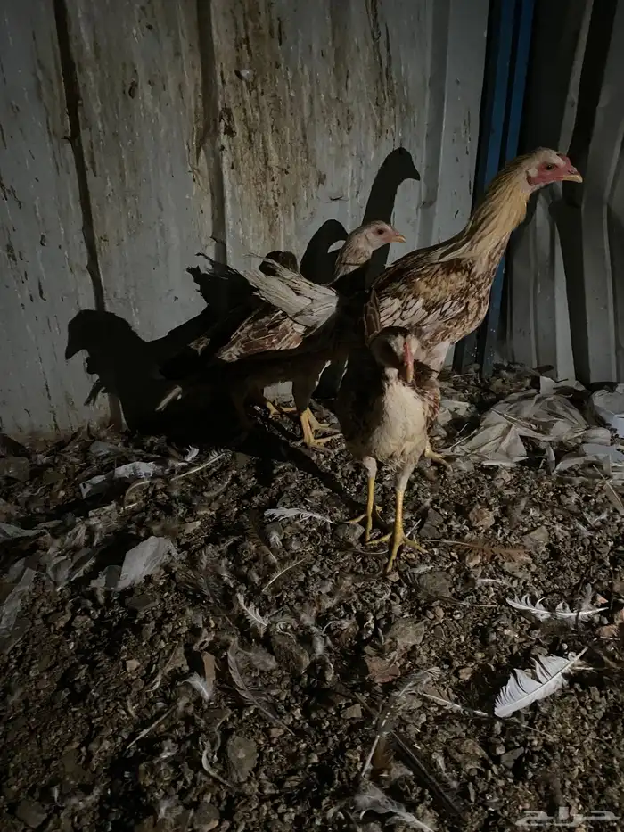 تم البيع الله يبارك 10