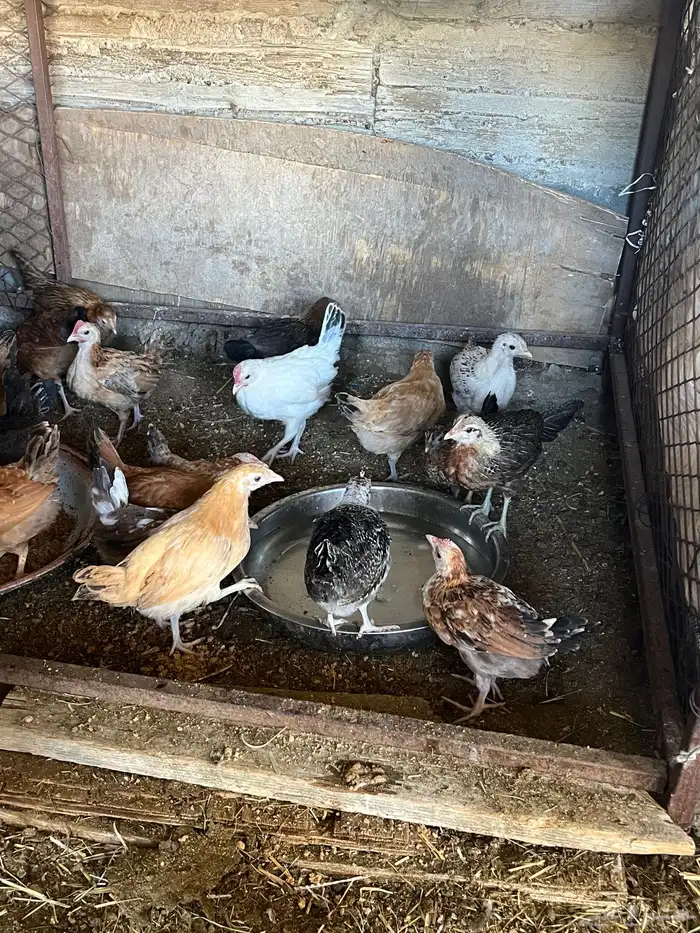 صيصان دجاج بلدي حضان 0