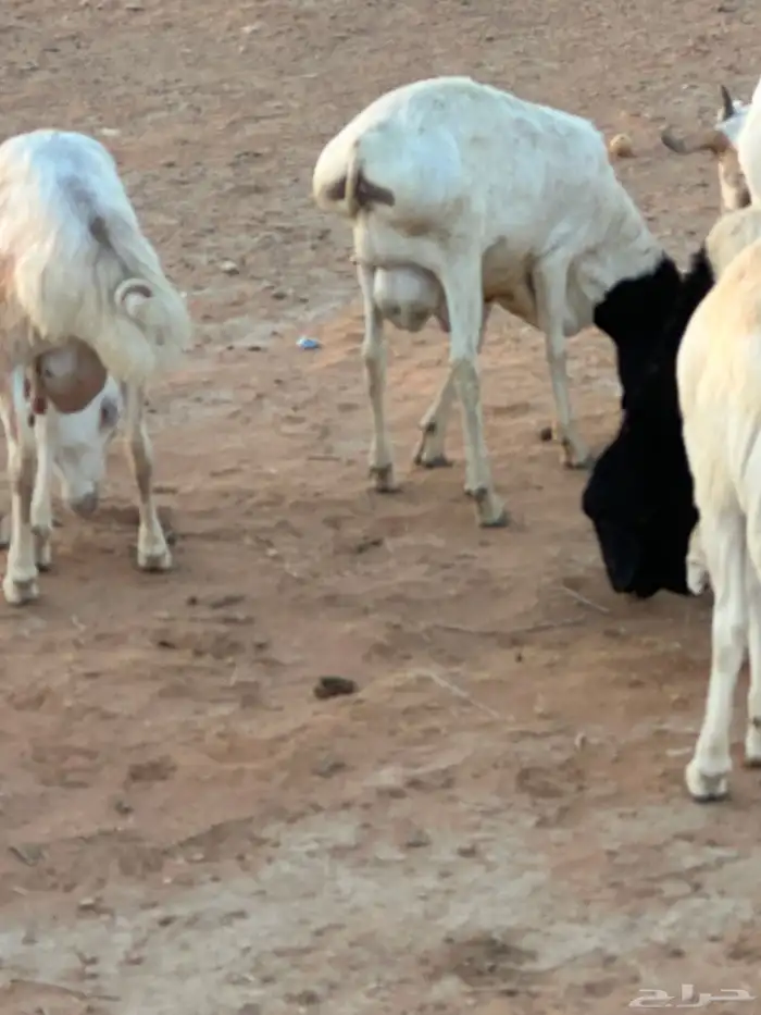 تيوس وبرابر وسواكن ورفيديات مرابي 58