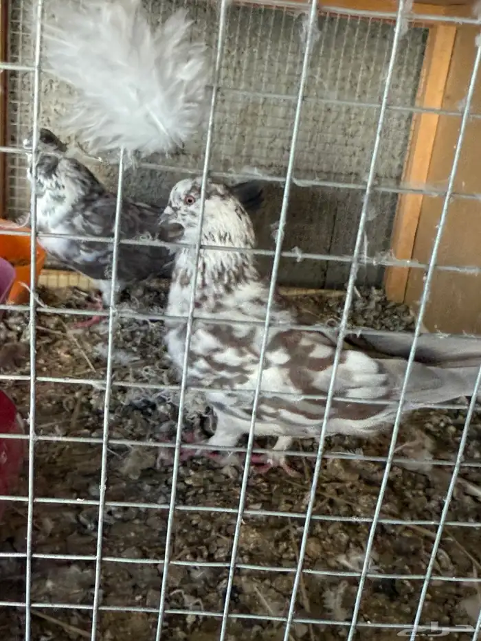 حمام للبيع 4