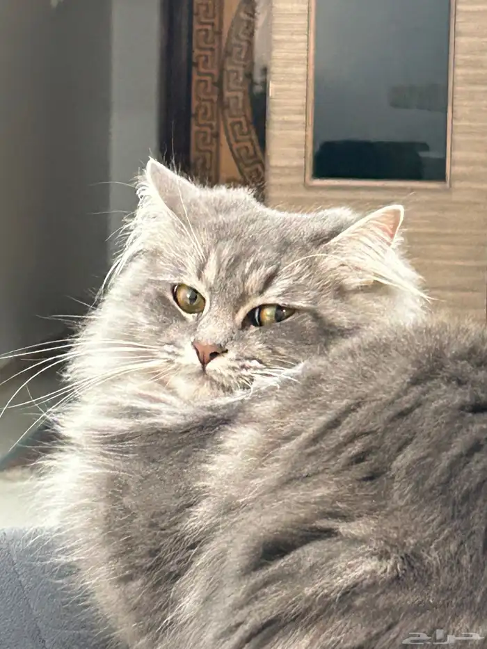 قط هملايا للتبني 3