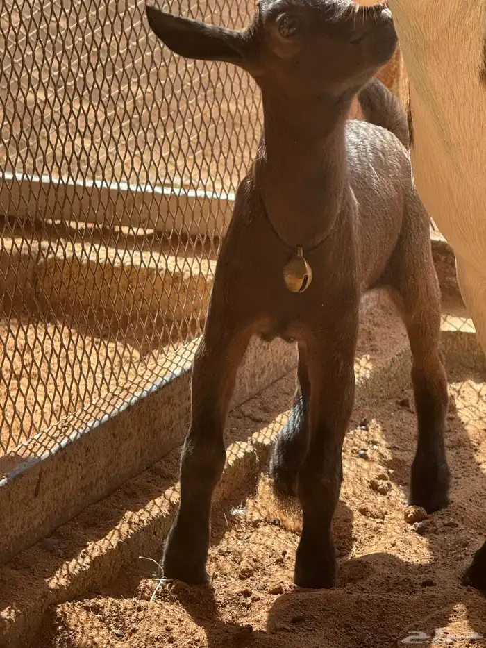 ماعز قزمية معها جفره للبيع 1