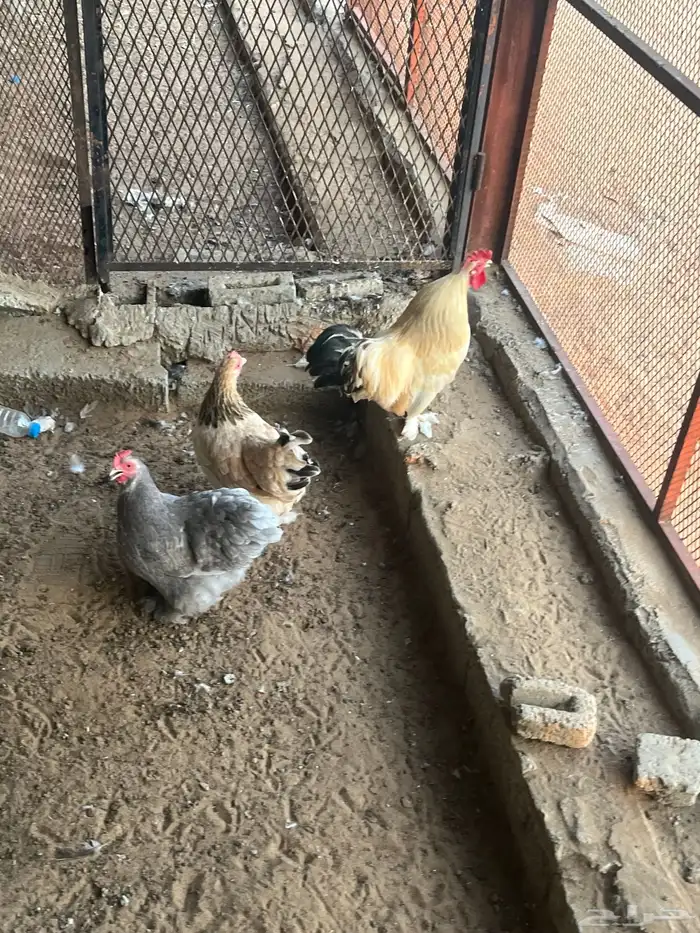 دجاج كوشن البيع 4