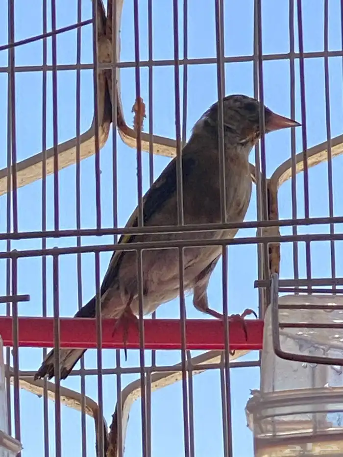 حسون سوري فرخ ذكر تم البيع 1