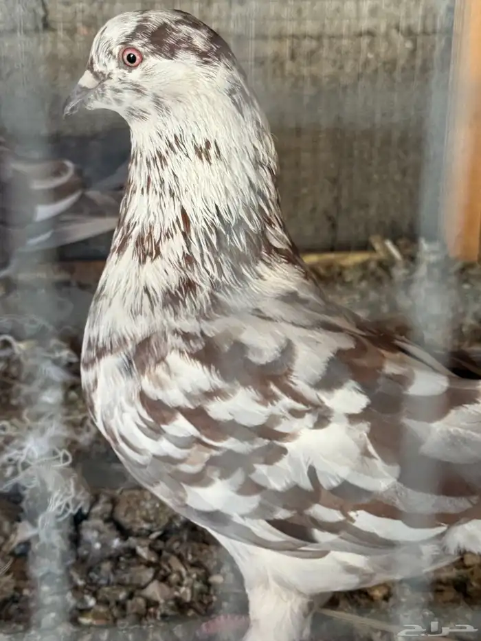 حمام للبيع 3