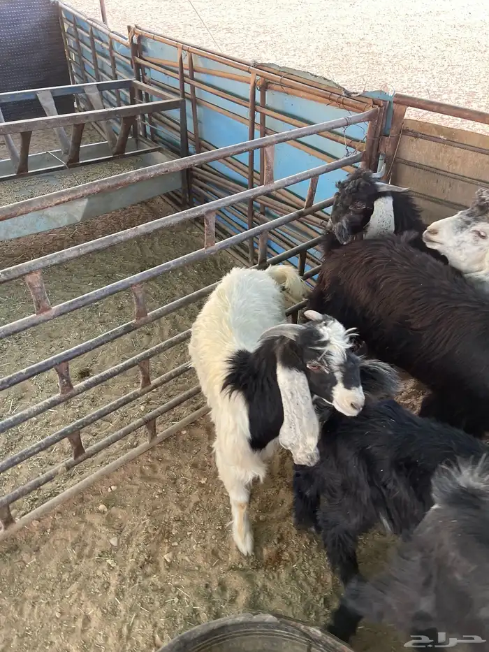 تيوس منادي طيبه 1