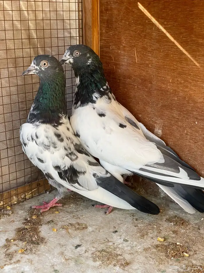 زوج باكستاني 1