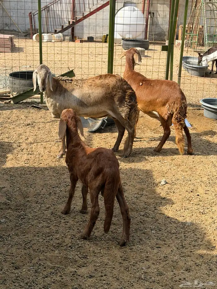 سوكني رخله حمراء ومعها طلي ورخله دورمان 0