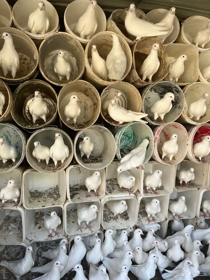 حمام فرنسي لاحم الموقع الخرج 7