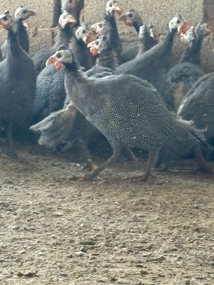 دجاج حبشي بشاير قريب البيض العمر خمس شهور 4