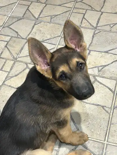 كلب جيرمن صغير index