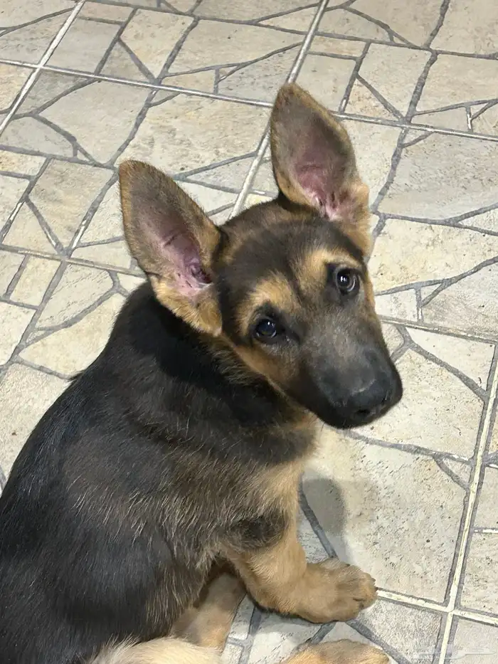 كلب جيرمن صغير 1