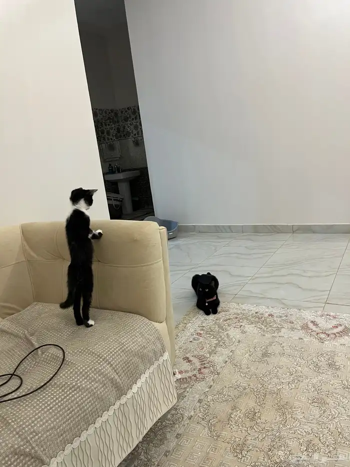 قط للتبني مهجن شيرازي بلدي 2