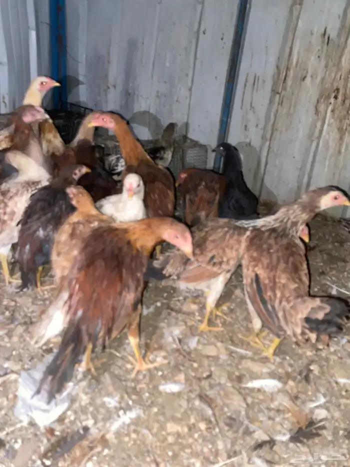 تم البيع الله يبارك 7