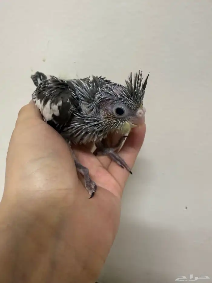 فرخ كروان أليفه 1