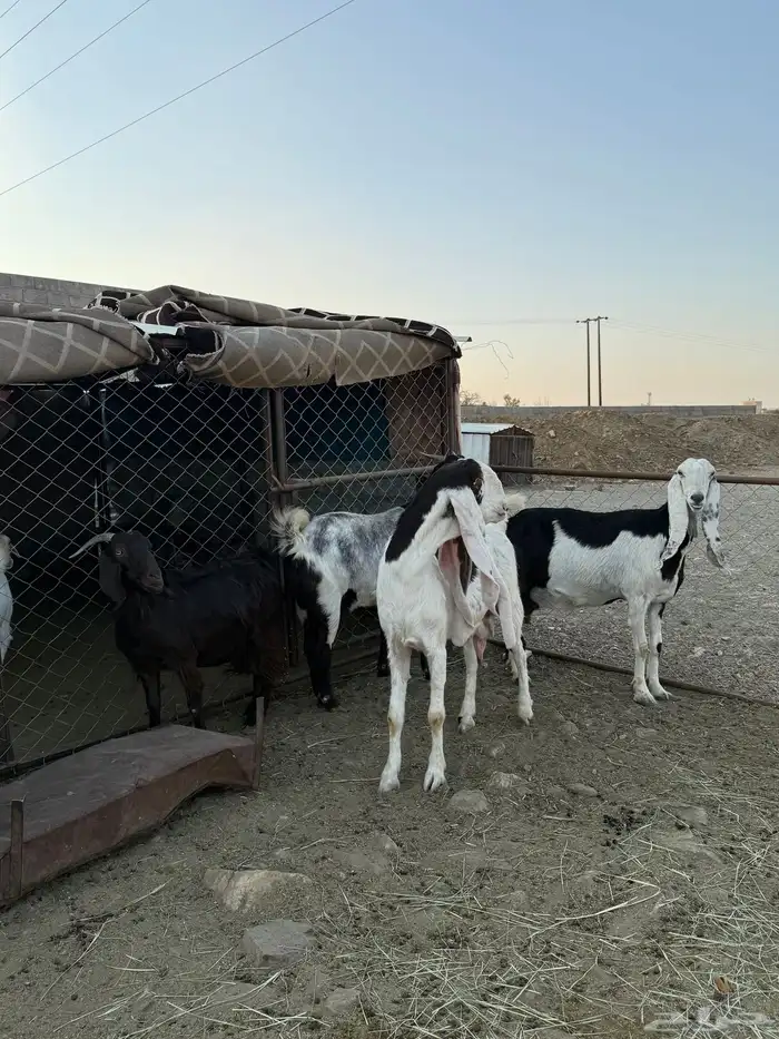 معزا هولنديات دفع للبيع 3