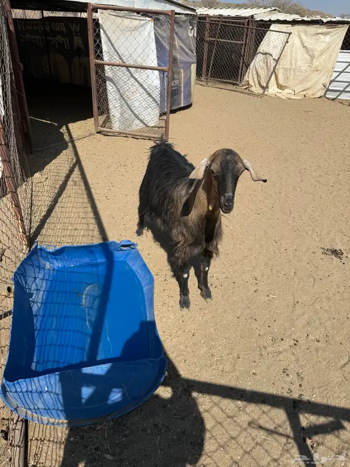 تيس فحل شرط الصحة السن رباع 3