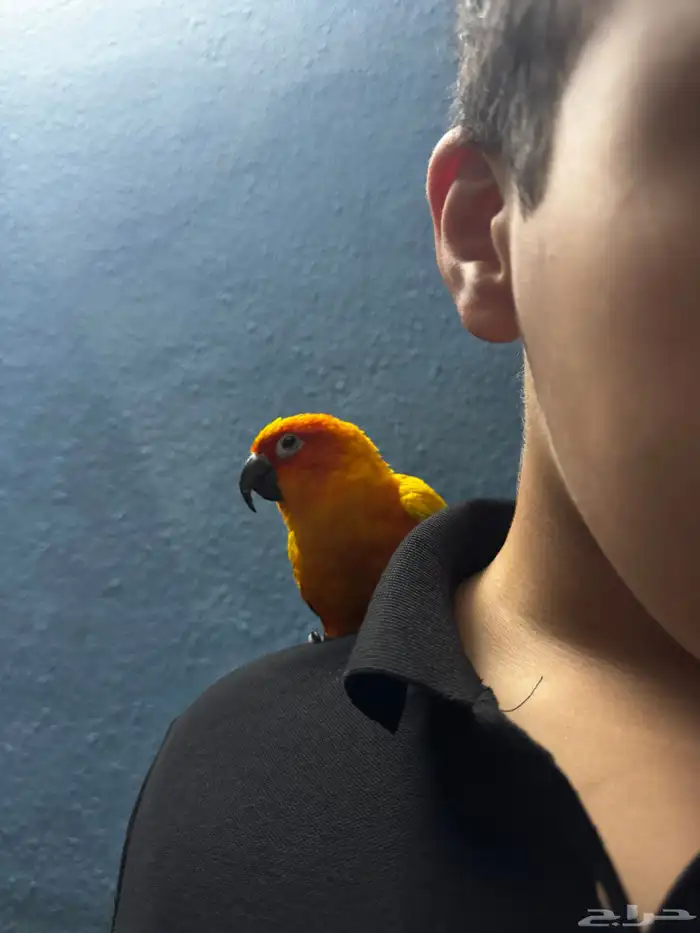 صن كنيور أليف الشامسي 6