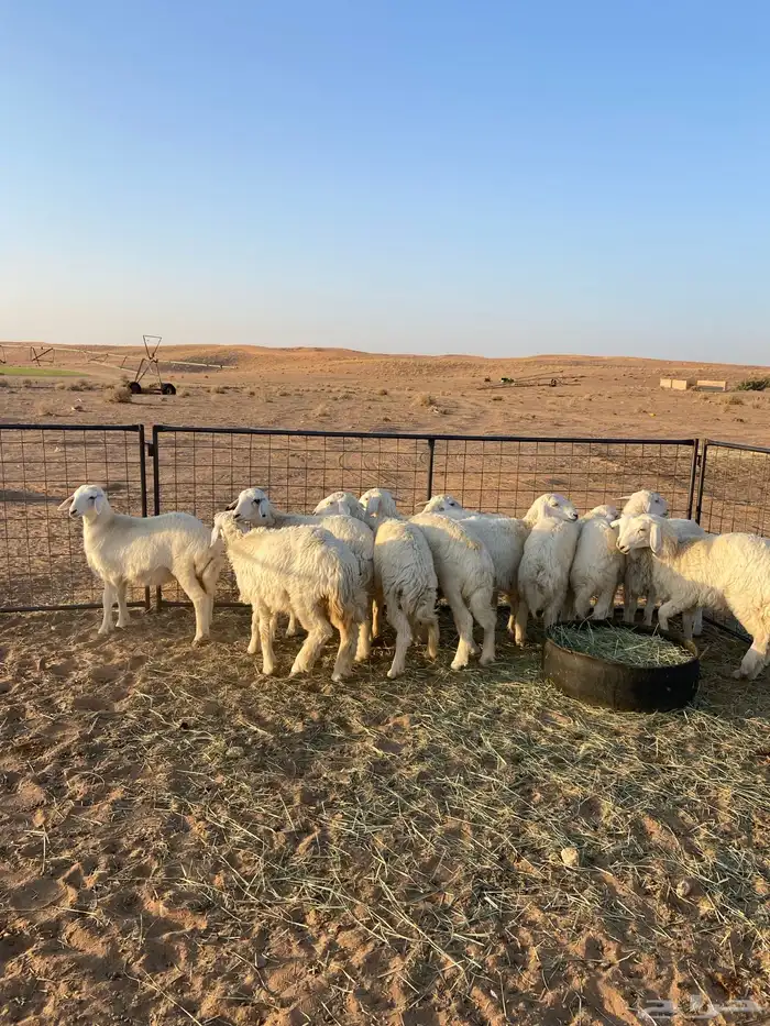 بهم حري 2