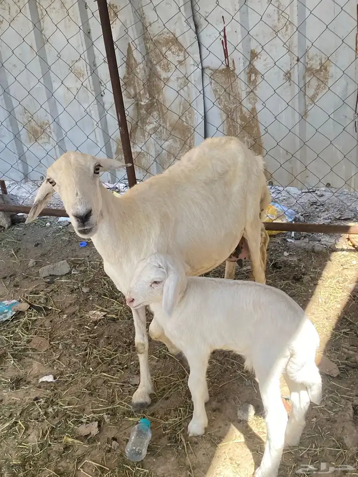 نعجه منتوجه 3