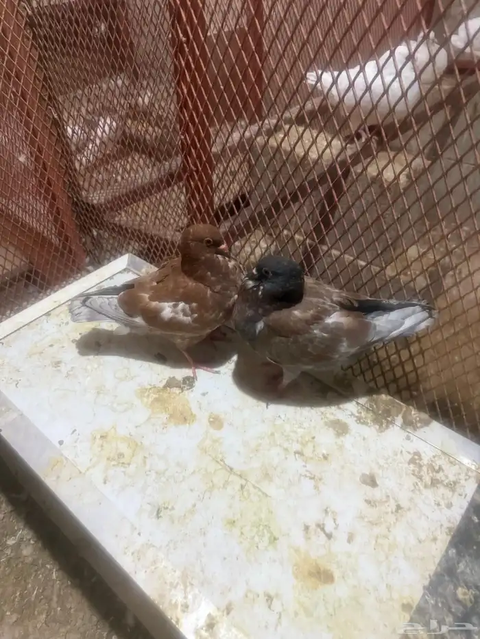 حمام كنق ابيض بعياله حمام كنق بني بعياله 4