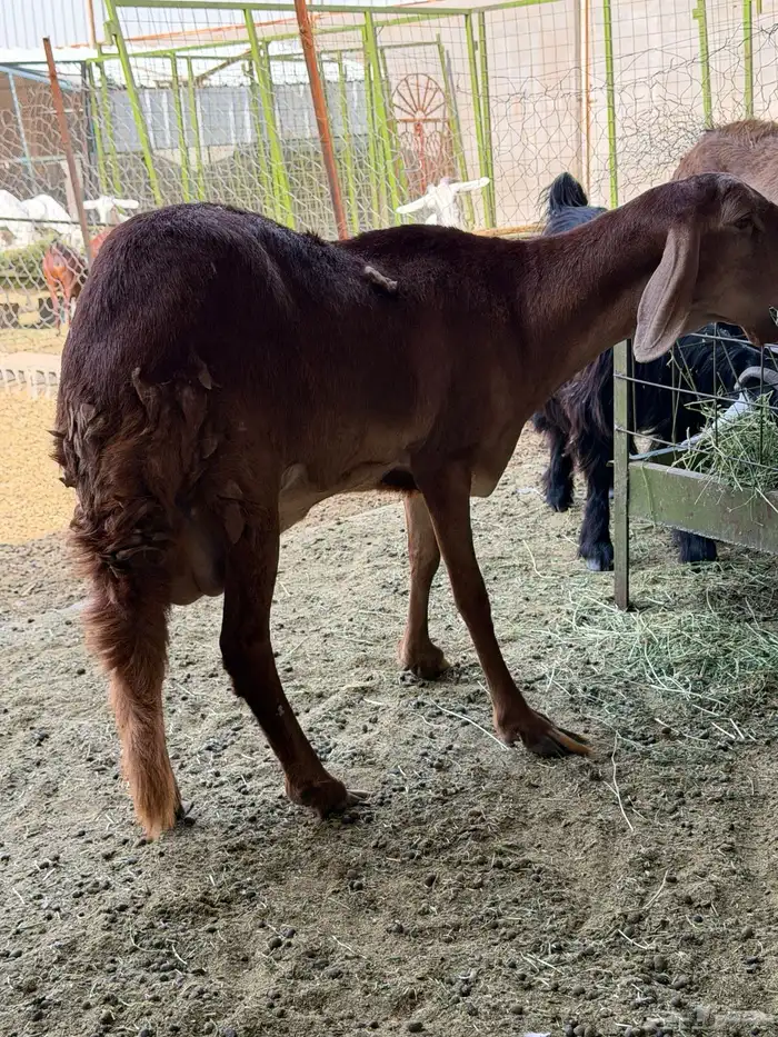 سوكني رخله حمراء ومعها طلي ورخله دورمان 2