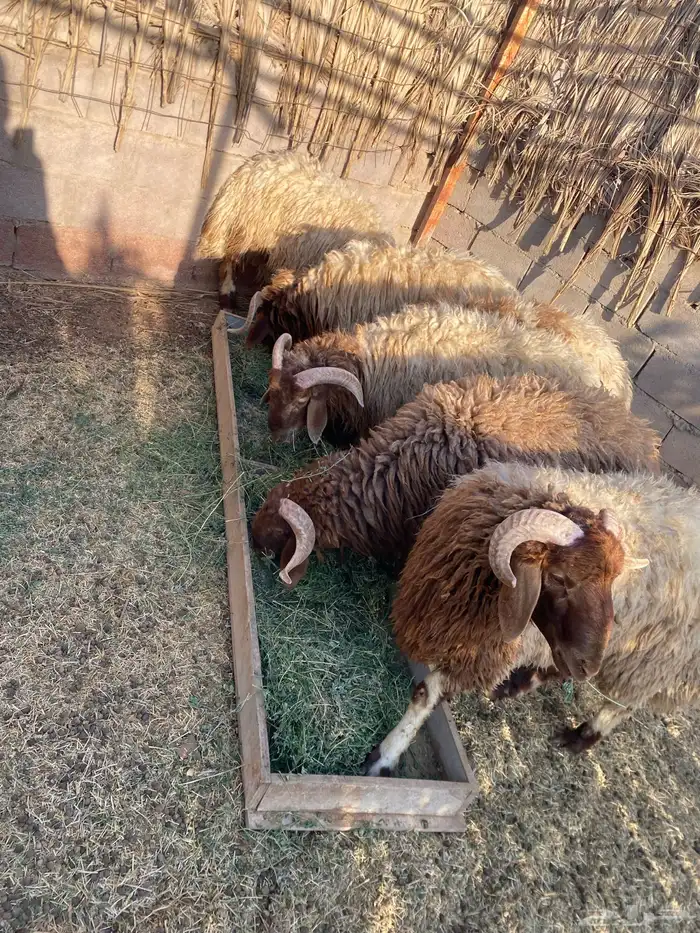 جذعان فاخره مقفله 1