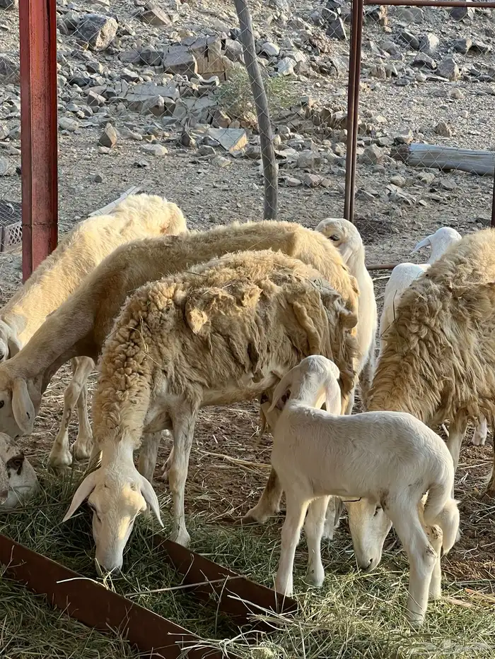 ضان للبيع 5