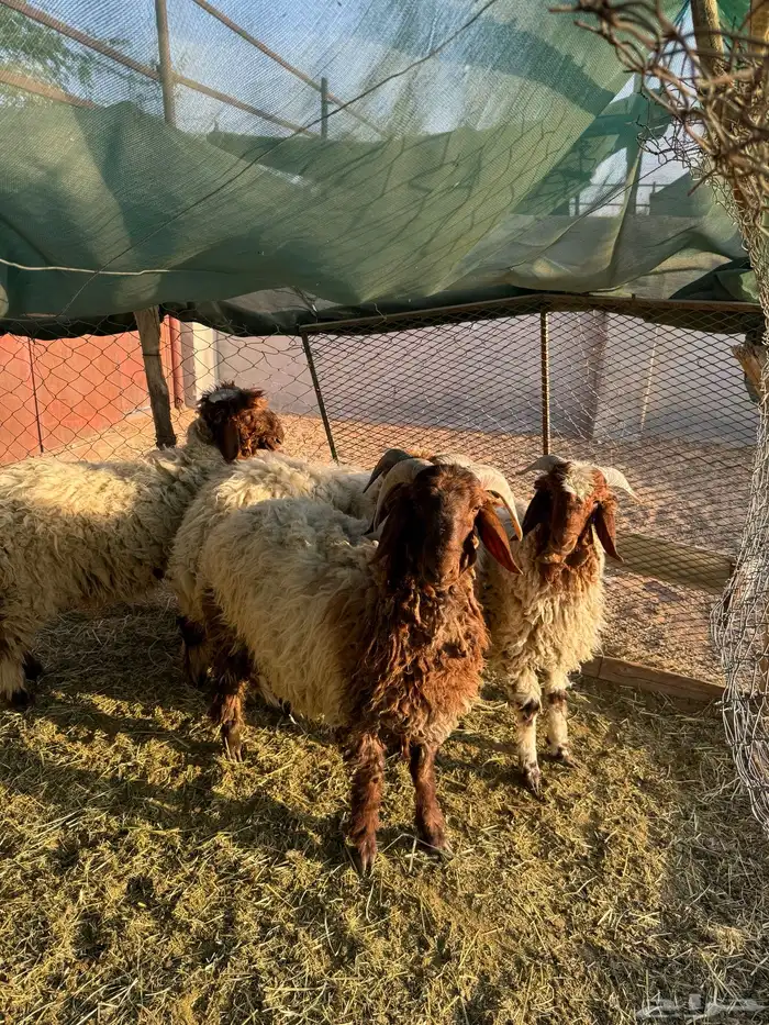 طليان نعيم 4