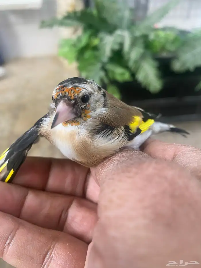 حسون سوري فرخ ذكر تم البيع 3