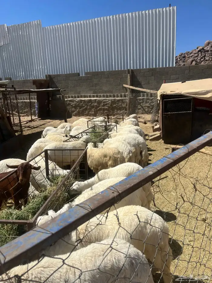 خرفان للبيع 1
