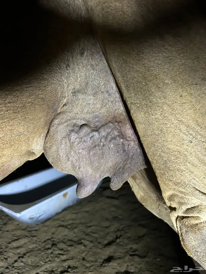 ناقة ساحليه مسوح 1