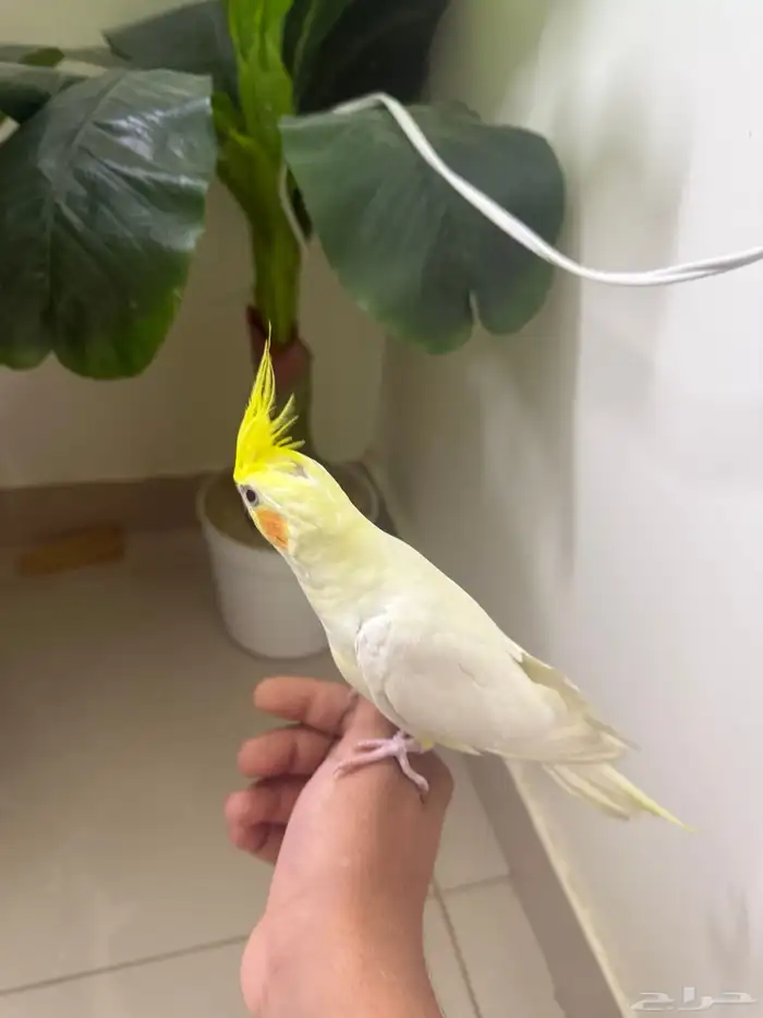 للبيع كروان متكلم لاتينو عيون حمر 2