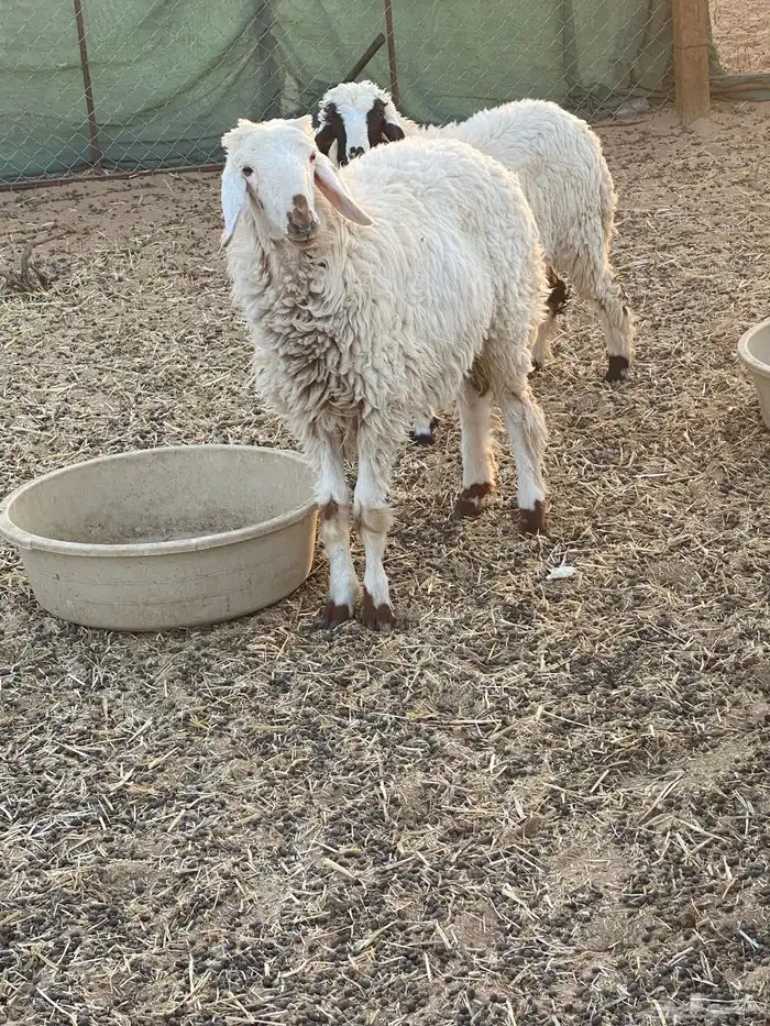 رخل حريه جذعه 0