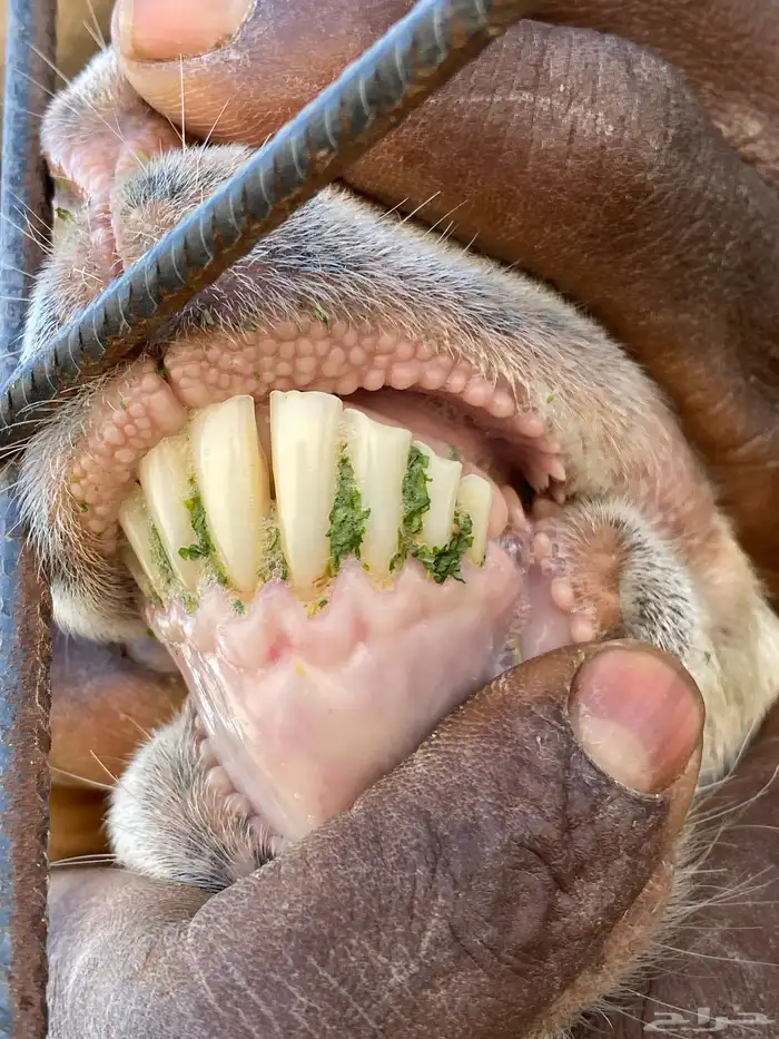 عنز تحتها جفرة 3