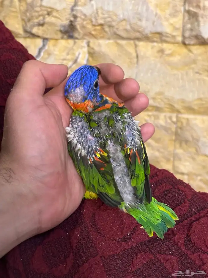 فرخ لوري تم البيع 2