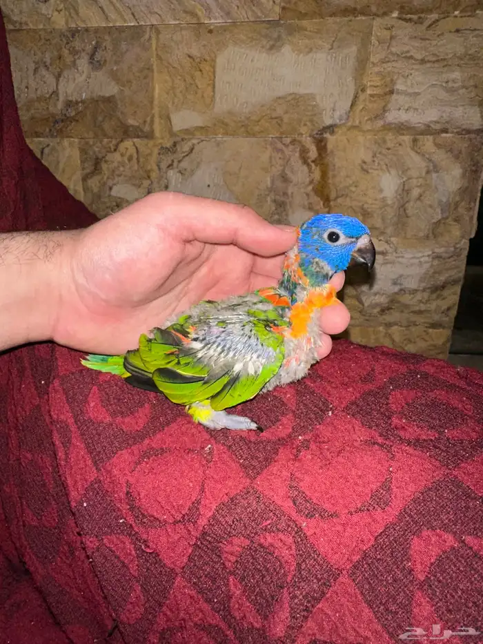 فرخ لوري تم البيع 6