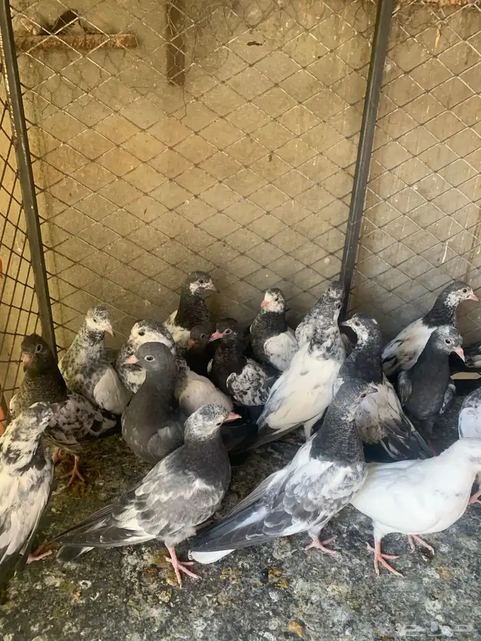 طبات حمام باكستاني طيار ( تم البيع ) 3