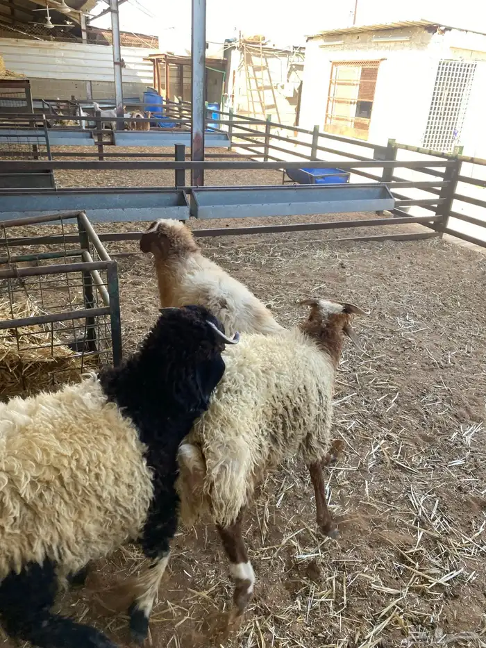 طليان نعيم وتيوس البيع - سوق الجربوع 7