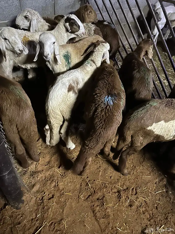 سواكن عدد 17 52