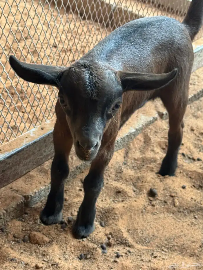 ماعز قزمية معها جفره للبيع 5