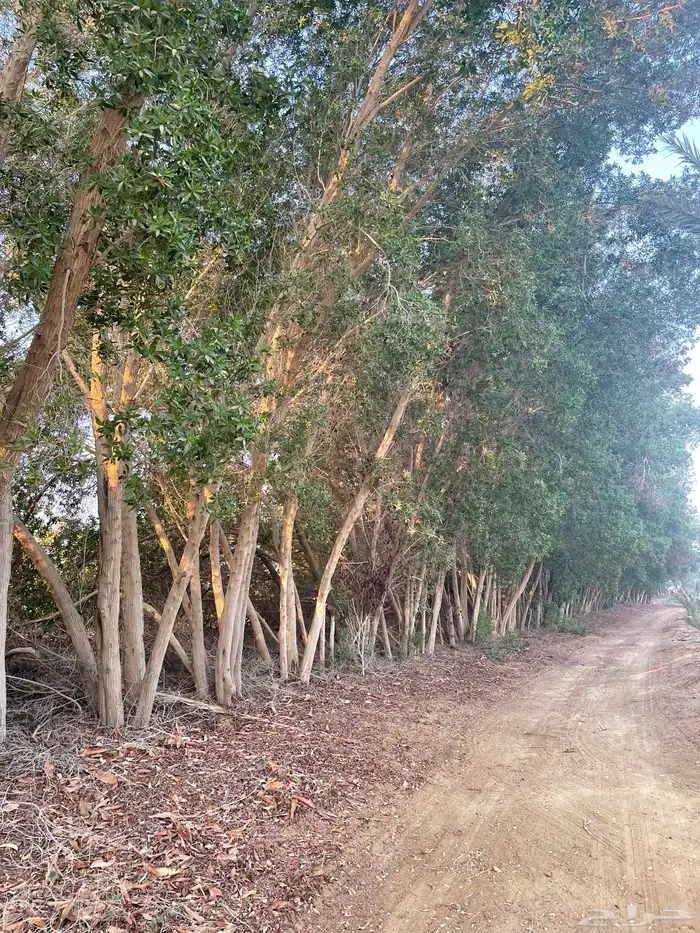 القنفذة - مركز حلي 2