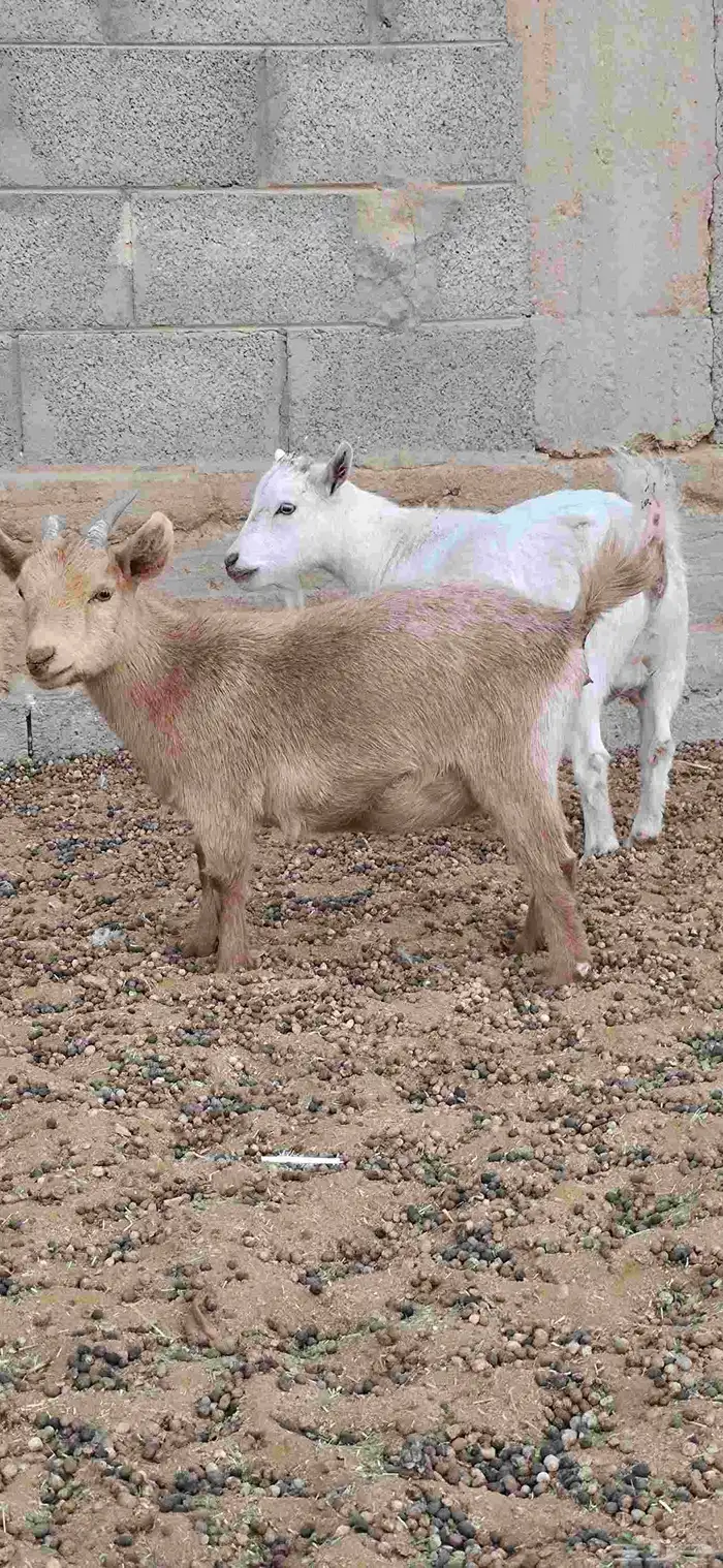 ماعز قزم أمهات فواخر دفيع من تيس خصم ابيض صافي 4