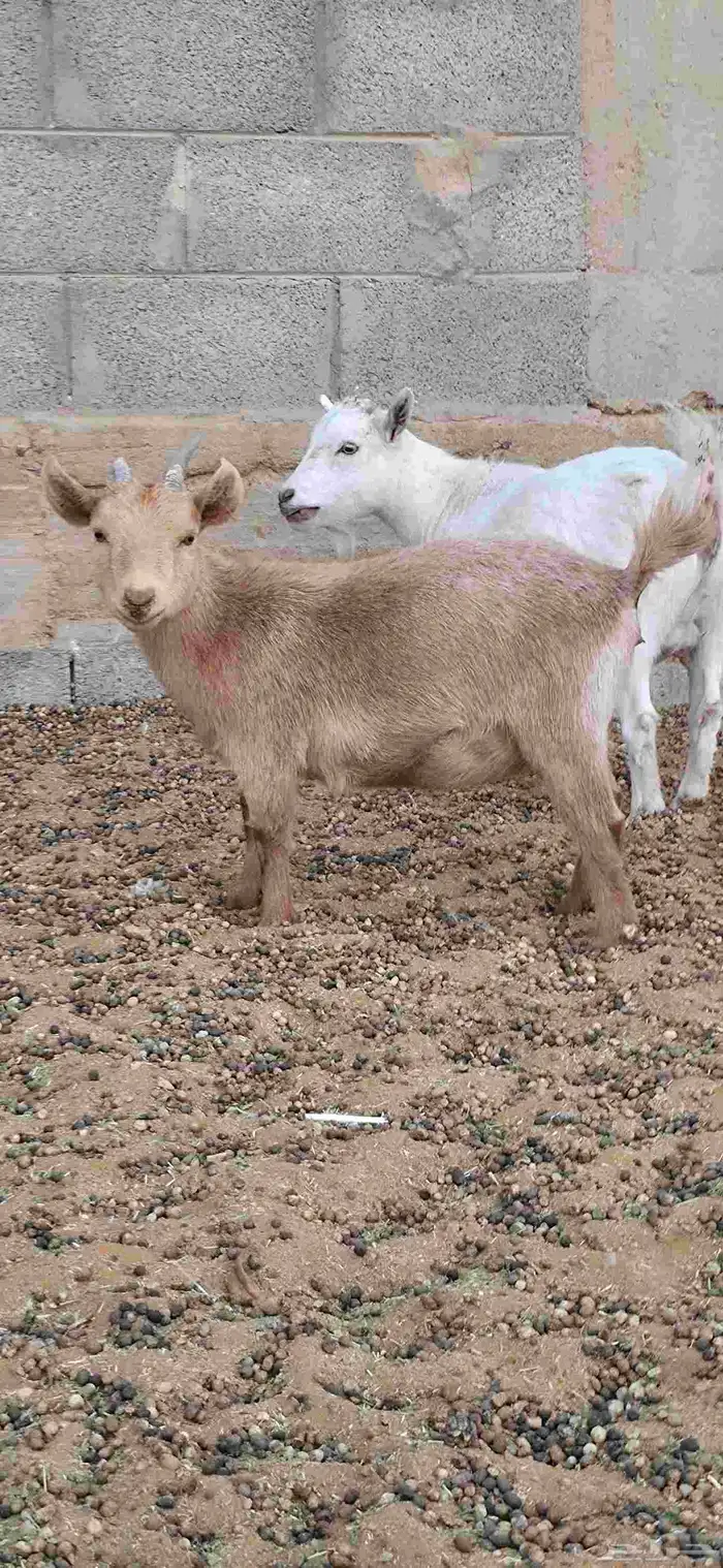 ماعز قزم أمهات فواخر دفيع من تيس خصم ابيض صافي 3