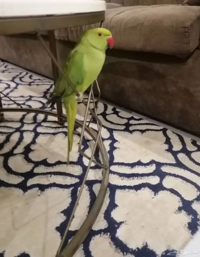 ببغاء درة اليف للبيع او للبدل 2