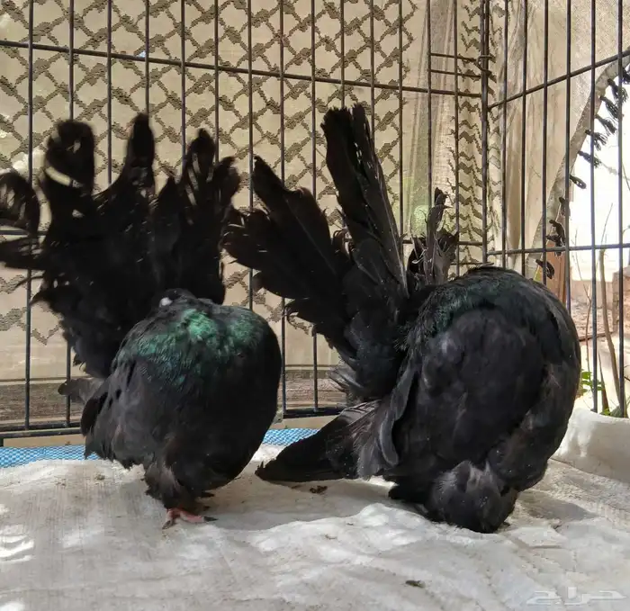 حمام رقاصي فانتيل 2