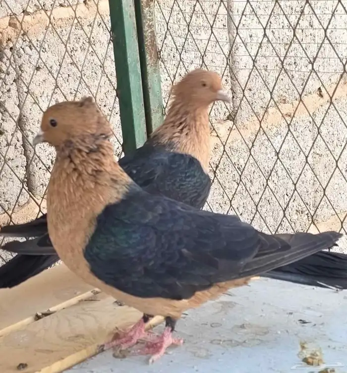 حمام ارشنجل 0