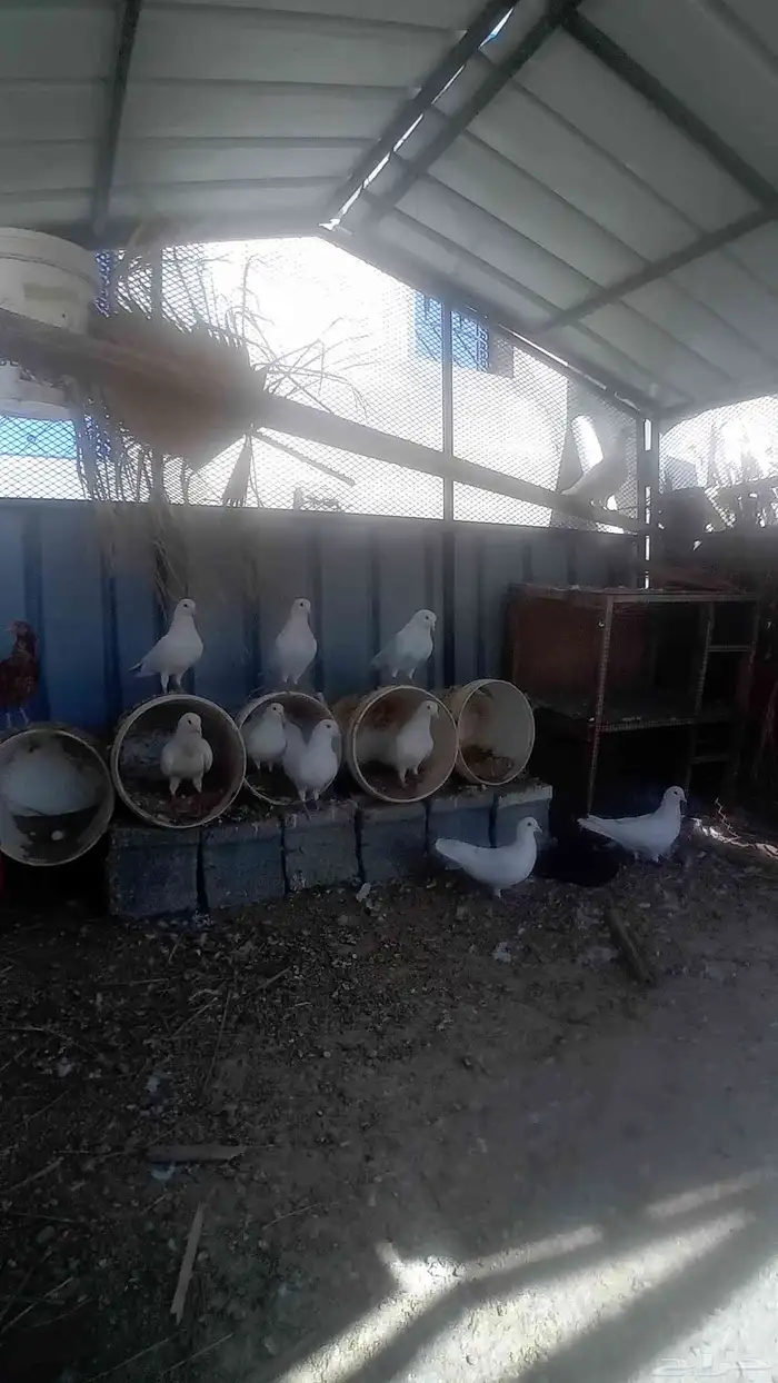 حمام فرنسي 0