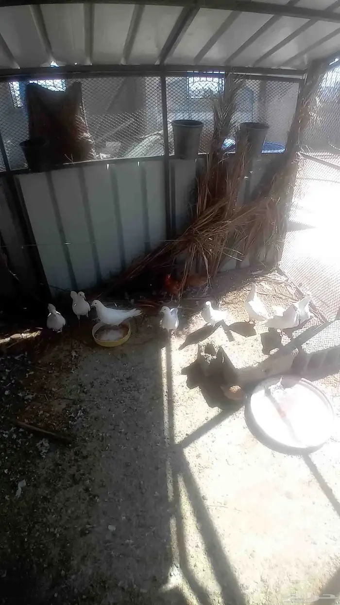 حمام فرنسي 2