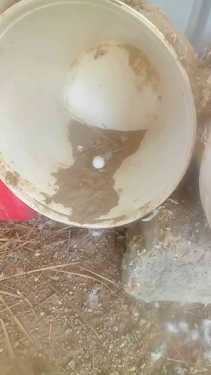 حمام فرنسي 1